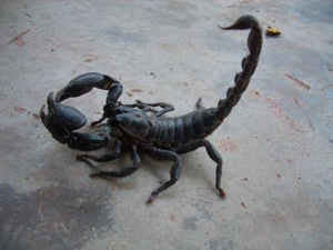 Unverbesserlich: Scorpions